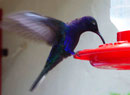 Kolibri, Costa Rica
