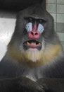 Im Berliner Zoo