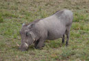 Warzenschwein in Kenias Nationalparks