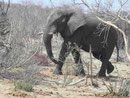 Elephant nahe dem Okavango Delta, Botswana