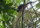Tukan, Costa Rica