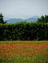 Mohnfeld und Alpen in Venetien