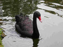 Schwarzer Schwan bei Furnas, Sao Miguel, Azoren, Portugal