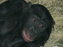 Im Berliner Zoo