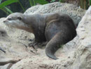 Otter  im Loro Park, Teneriffa