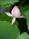 Chinesischer Garten, Botanischer Garten Montreal, Kanada
