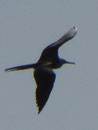 Fregatvogel vor Martinique