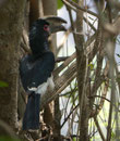 Trompeterhornvogel  an den Victoriafällen, Simbabwe