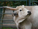 Zebu-Rind, Tierpark Berlin