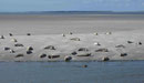 Junge Seehunde bei Wangerooge