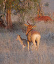 Kuhantilopen in Kenia