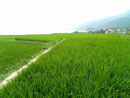 Reisfelder in Osttaiwan