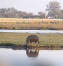 Flusspferd im Chobe Nationlpark, Botswana