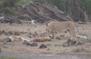 Löwenfamilie im Amboseli Nationalpark, Kenia