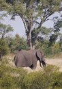 Elefant im Kruger National Park, Südafrika
