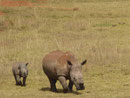Breitmaulnashorn in einem privaten Tierpark in Südafrika