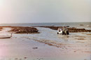 Austernernte auf der Ile de Noirmoutier