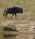 Streifengnu im Kruger National Park, Südafrika