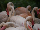Im Berliner Zoo