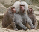 Im Berliner Zoo