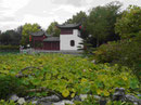 Lotosteich im Chinesischen Garten in Montreal, Quebec, Kanada