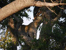 Leopard im Kruger National Park, Südafrika