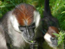 Affen, Tierpark Berlin 