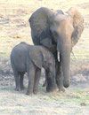 Elephantenkuh mit Baby im Chobe Nationalpark, Botswana