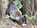 Nasenbär, Costa Rica