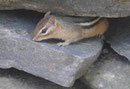 Streifenhörnchen in Huntsville, Ontario, Kanada