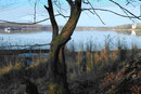 Havelblick mit Pfaueninsel