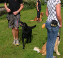 Gruppe umrunden (Obedience VDH Beginner)