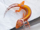 Striped Bell Albino Holdback