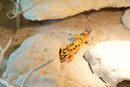 ABBY, Aberrant het. Tremper Albino Weibchen