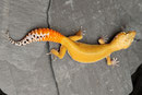 PATTY, Patternless Stripe het Tremper Albino het Eclipse Weibchen