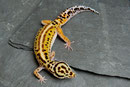 GUNDEL GAUKELEY,  Stripe het. Bell Albino Weibchen