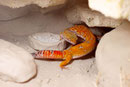 CHILI, Electric Tangerine Männchen kurz vor der Paarung