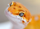 CHILI, Electric Tangerine Männchen