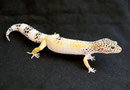 GINGER, Mack Snow Ghost Speckled Weibchen