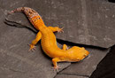 LUCY, Electric x Tangerine Tornado Weibchen