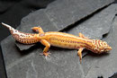 Striped Bell Albino