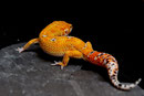 CHILI, Electric Tangerine Männchen