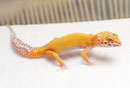 Striped Bell Albino
