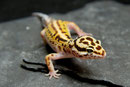 GUNDEL GAUKELEY,  Stripe het. Bell Albino Weibchen