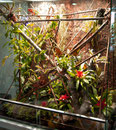 Vladimir - Terrarium