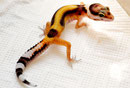 Red Stripe cross poss. het Bell Albino