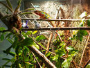 Vladimir - Terrarium
