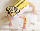 AUGUSTIN, Stripe het. Bell Albino Männchen