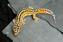 AUGUSTIN, Stripe het. Bell Albino Männchen