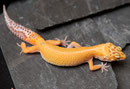 Striped Bell Albino